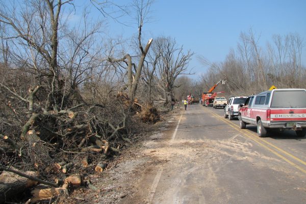 More damaged trees along the roadside