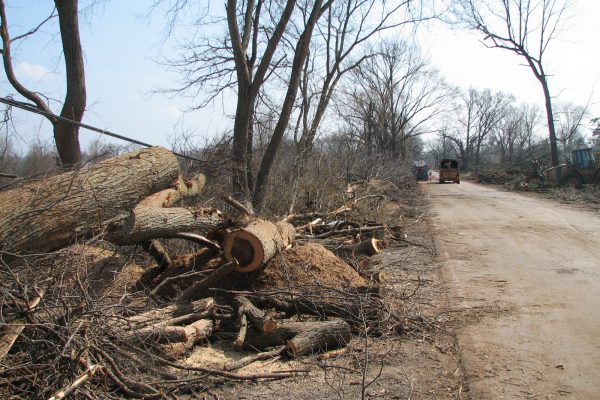 Damaged trees along the roadside