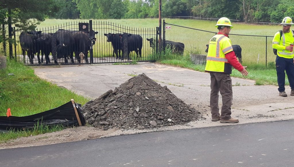 photo of cows watching road work